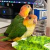 WhatsApp Image 2024-08-26 at 22.57.36_9cf40a4c Fully Weaned Caique parrots