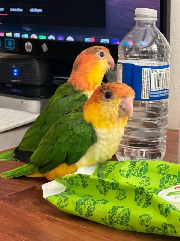 WhatsApp Image 2024-08-26 at 22.57.36_9cf40a4c Fully Weaned Caique parrots
