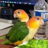 WhatsApp Image 2024-08-26 at 22.57.36_e28b4439 Fully Weaned Caique parrots