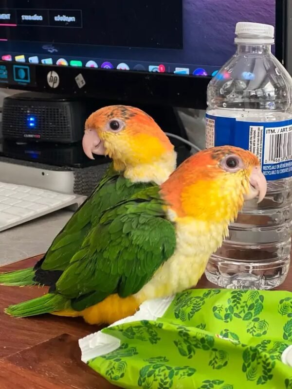 WhatsApp Image 2024-08-26 at 22.57.36_e28b4439 Fully Weaned Caique parrots