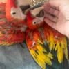 Scarlet Macaw Parrots for Rehoming