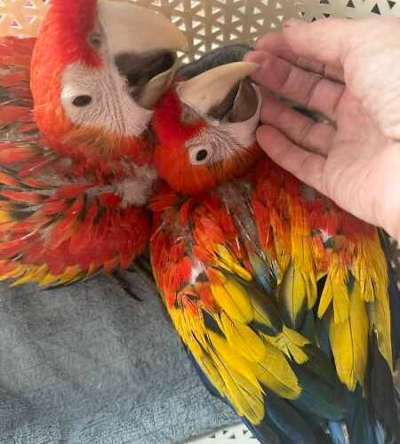 Scarlet Macaw Parrots for Rehoming