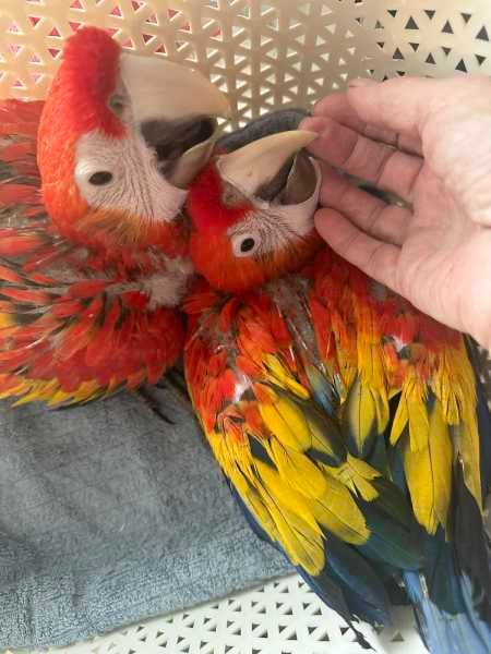 Scarlet Macaw Parrots for Rehoming