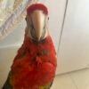 Scarlet Macaw Parrots for Rehoming