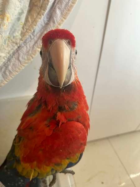 Scarlet Macaw Parrots for Rehoming