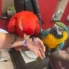 Scarlet Macaw Parrots for Rehoming