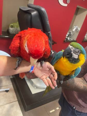 Scarlet Macaw Parrots for Rehoming