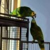 Buy bonded Pair of Amazon Parrots