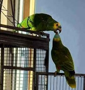 Buy bonded Pair of Amazon Parrots