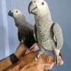 Adopt African Grey Parrot with Shipping USA