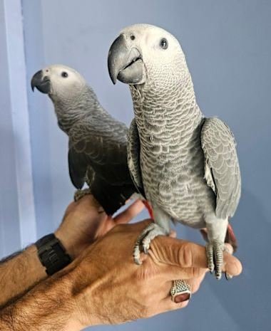 Adopt African Grey Parrot with Shipping USA
