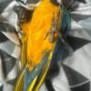 Affordable Blue and Gold Macaws Available