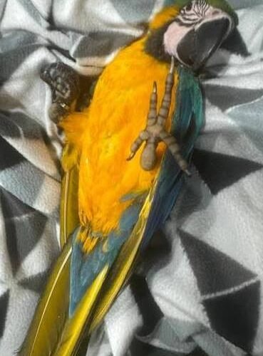 Affordable Blue and Gold Macaws Available