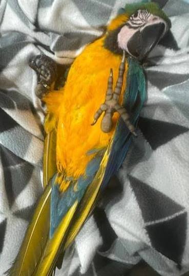 Affordable Blue and Gold Macaws Available